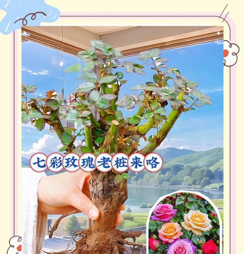 古代玫瑰花品种有哪些特点和历史？