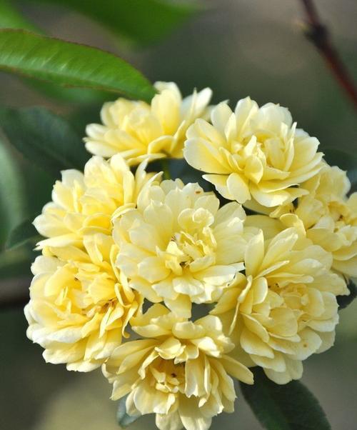 古代玫瑰花品种有哪些特点和历史？