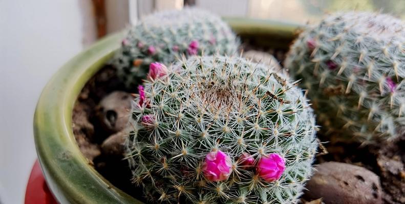 油蜡棒仙人掌的种植技巧是什么？