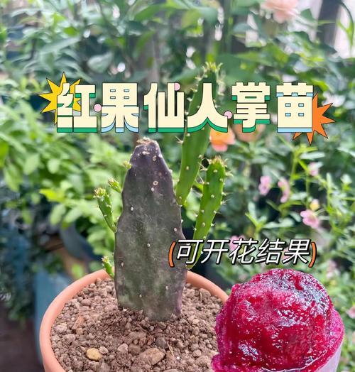 油蜡棒仙人掌的种植技巧是什么？