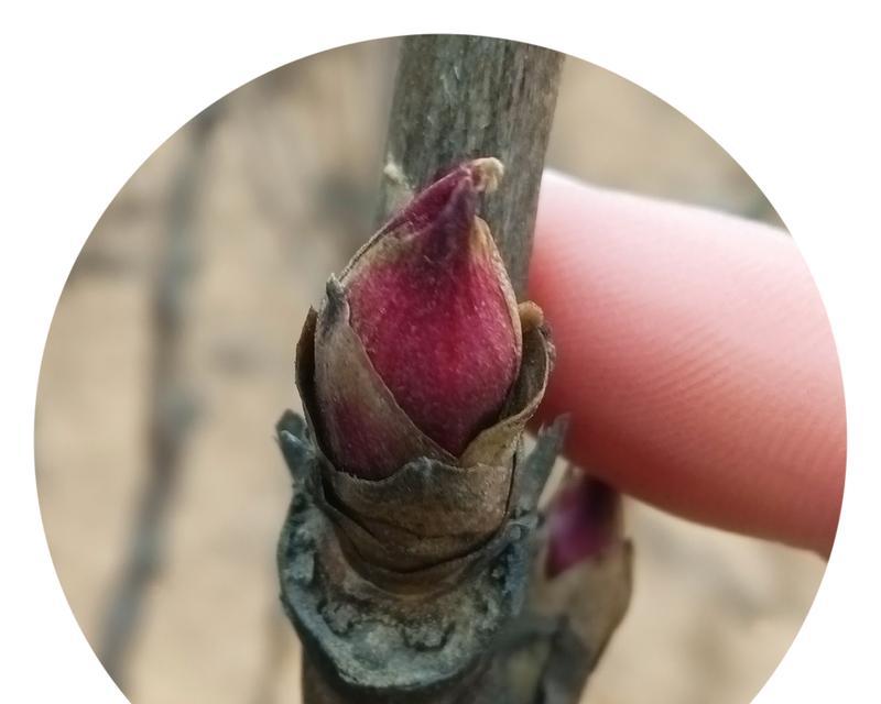 四月牡丹花不开花的原因及解决方法是什么？