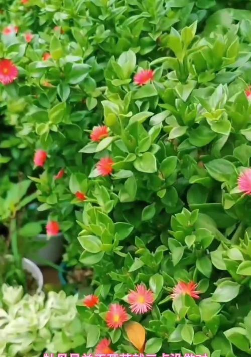 四月牡丹花不开花的原因及解决方法是什么？