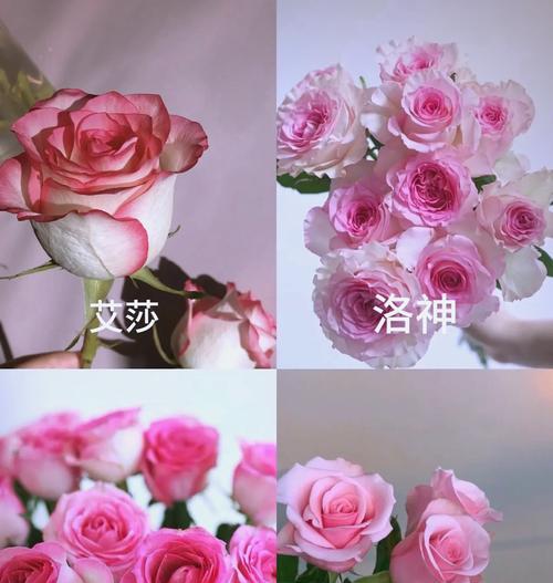 粉佳人玫瑰花是什么品种？有哪些特点？