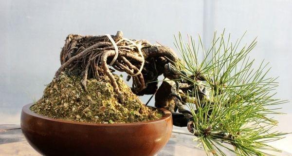 牡丹花巨方的养护要点是什么？