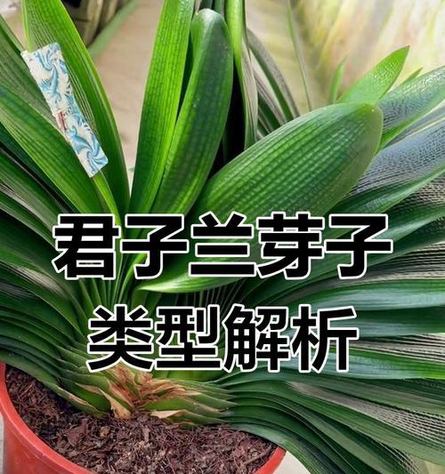 君子兰怎么才爆芽出土呢？有哪些促进发芽的技巧？