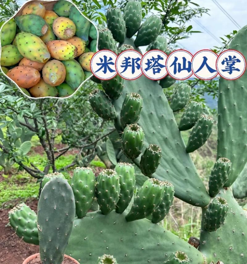 仙人掌如何种植成老桩？有哪些步骤和技巧？