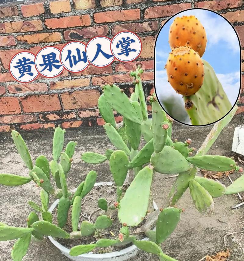 仙人掌坏了怎么种植好？修复和重新种植的方法？