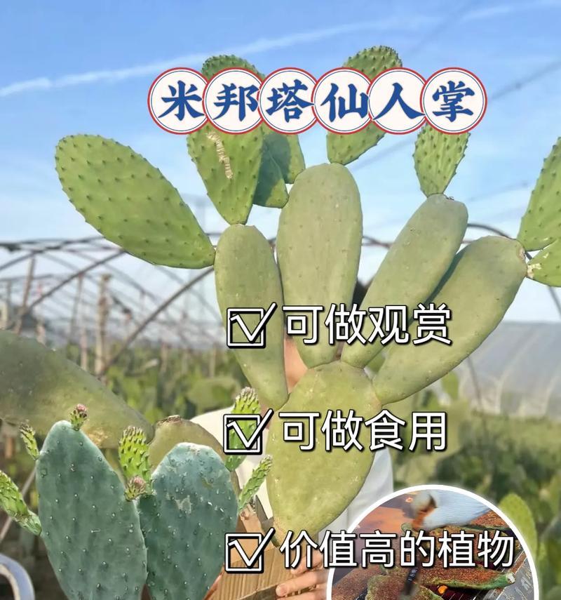 仙人掌坏了怎么种植好？修复和重新种植的方法？