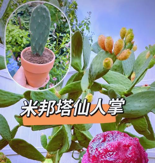 仙人掌坏了怎么种植好？修复和重新种植的方法？