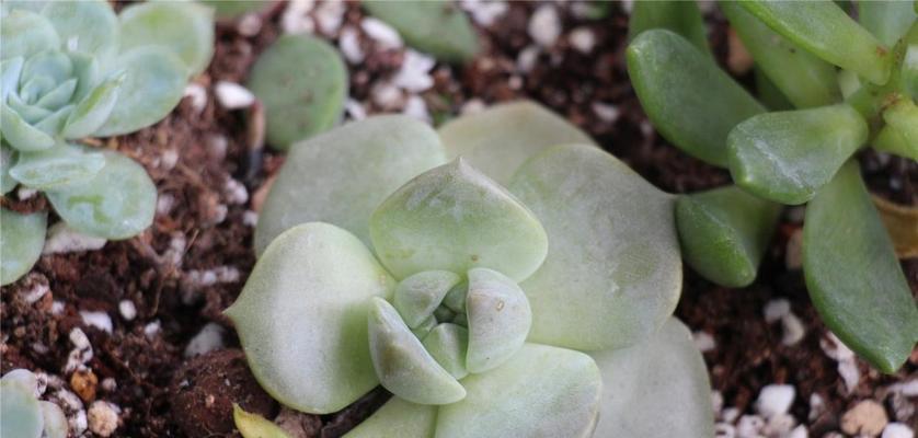 牡丹花铁盒子如何养护？有哪些养护技巧？