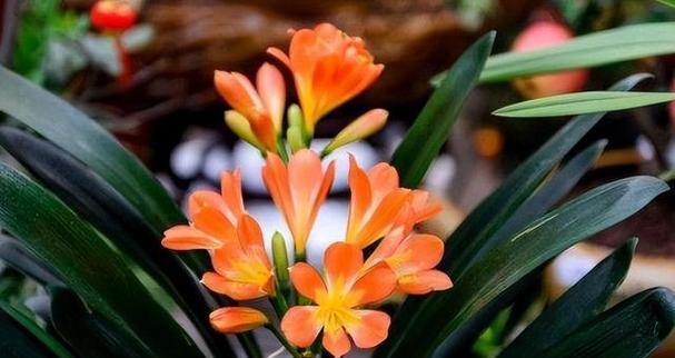 君子兰大盆种植有哪些技巧？
