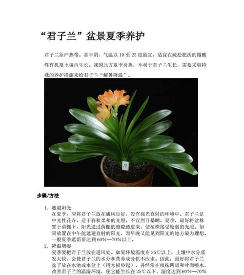 君子兰割叶后的正确养护步骤是什么？