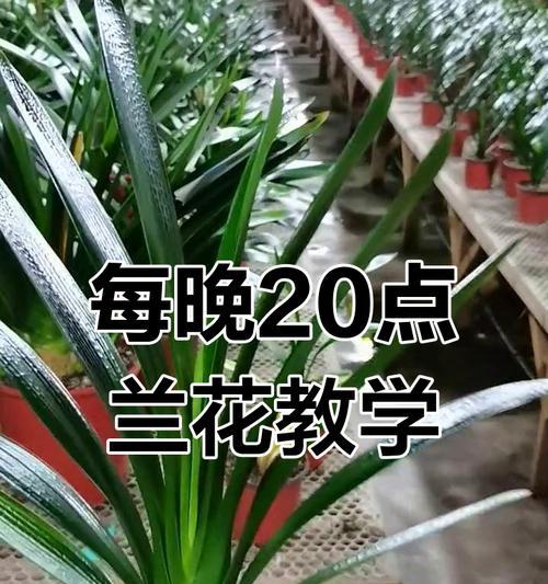 君子兰栽种的直播间名称是什么？如何加入直播学习养护技巧？