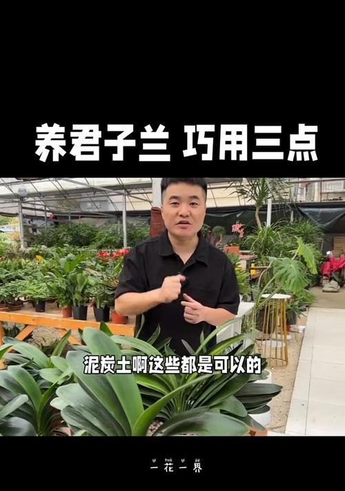 君子兰栽种的直播间名称是什么？如何加入直播学习养护技巧？