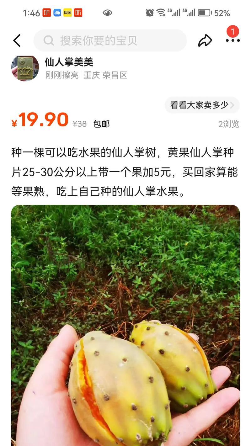 老桩水果仙人掌的正确养护方法是什么？