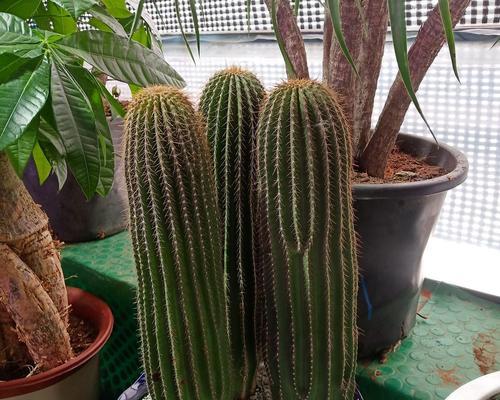 格鲁特盆景植物仙人球的养殖方法是什么？