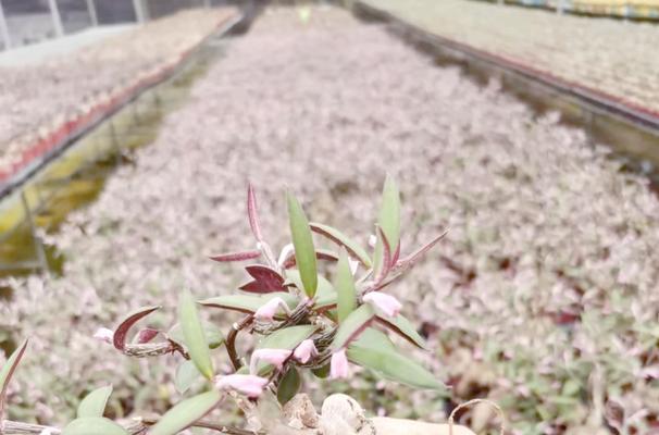 格鲁特盆景植物仙人球的养殖方法是什么？