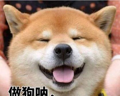 仙人掌和狗狗能共养吗？如何确保两者和谐相处？