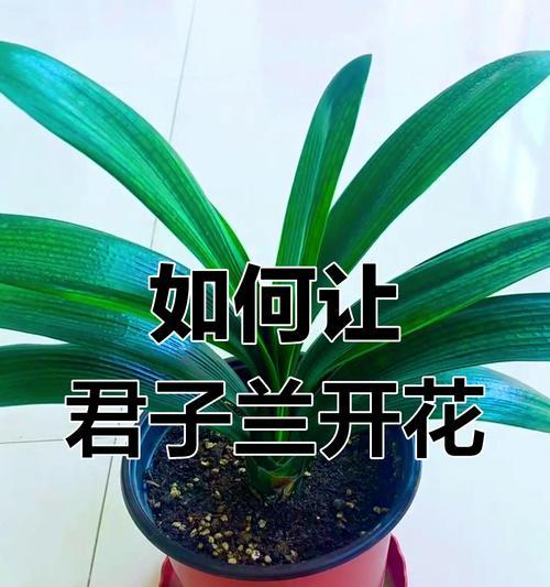 君子兰是否属于阴性植物？不开花可能是哪些因素导致的？