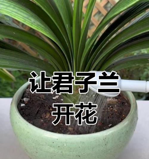 君子兰是否属于阴性植物？不开花可能是哪些因素导致的？