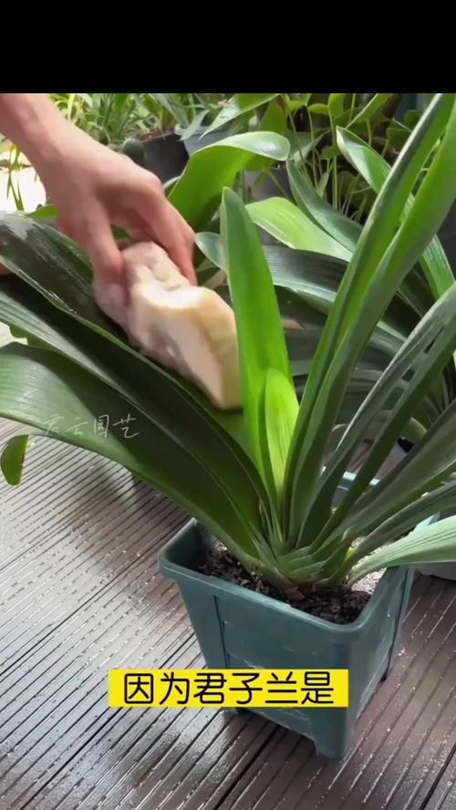 君子兰是否属于阴性植物？不开花可能是哪些因素导致的？