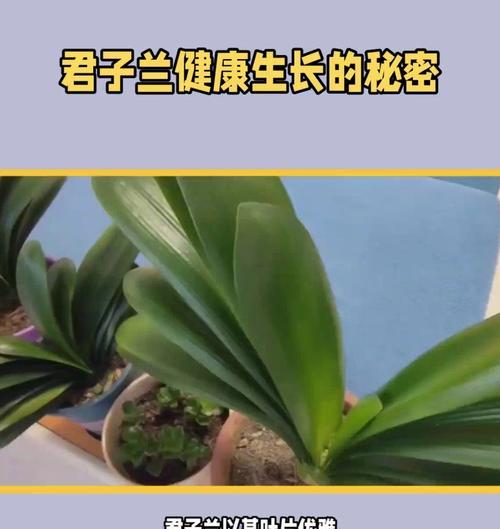 三棵君子兰同盆种植如何养护？怎样保证每株都健康？