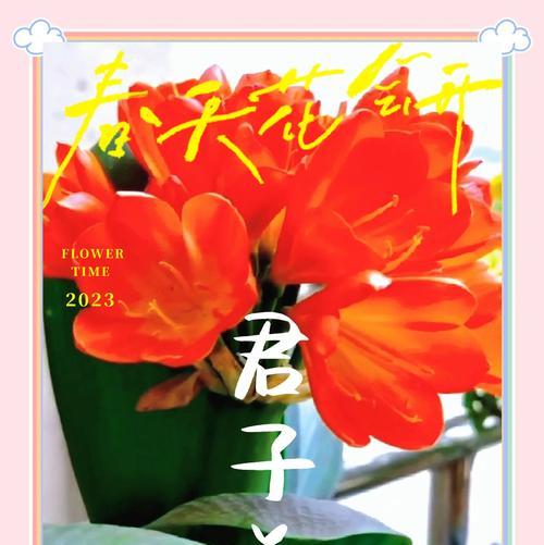 三棵君子兰同盆种植如何养护？怎样保证每株都健康？