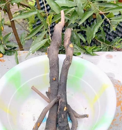 大单个仙人球的种植步骤是什么？需要多长时间才能成活？
