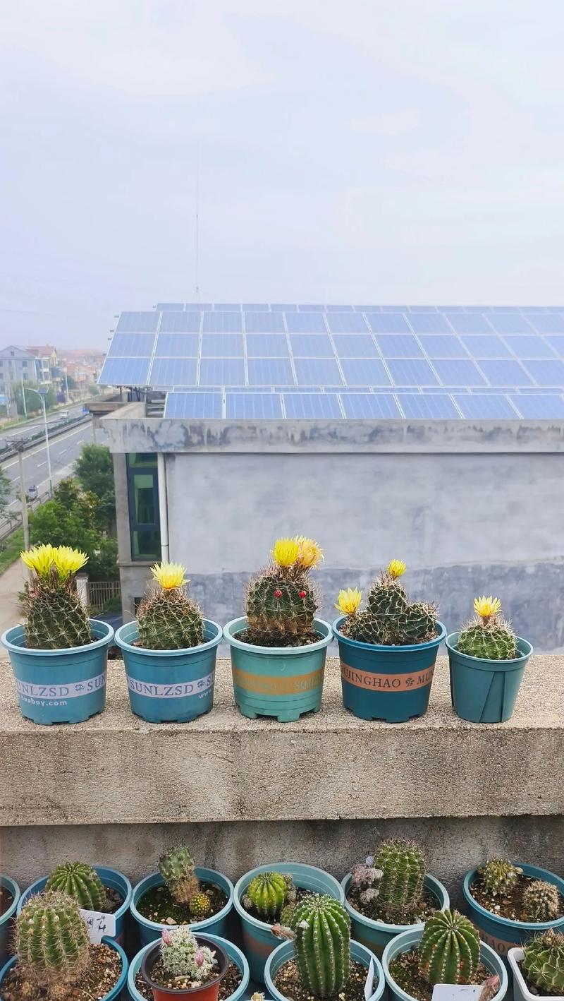 大单个仙人球的种植步骤是什么？需要多长时间才能成活？