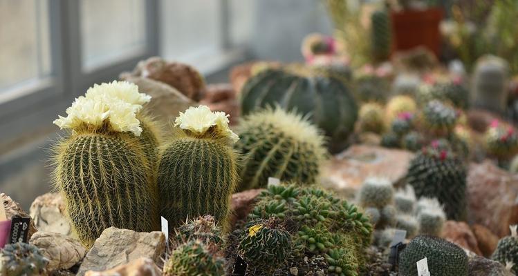 大单个仙人球的种植步骤是什么？需要多长时间才能成活？