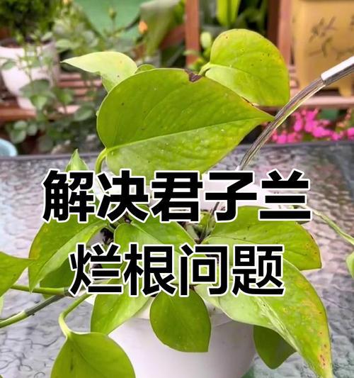 君子兰烂根叶子黄了的处理方法是什么？