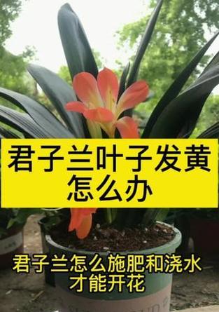 君子兰施肥的最佳肥料是什么？