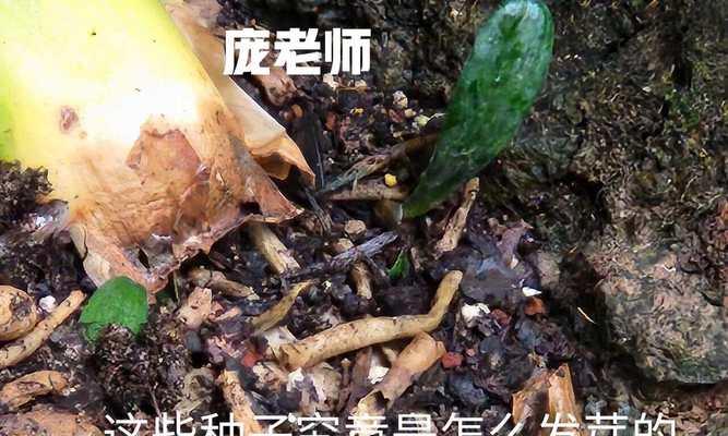 君子兰种子发芽需要多长时间？