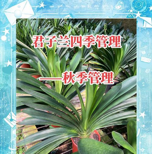 君子兰绿植桂花的养护技巧是什么？