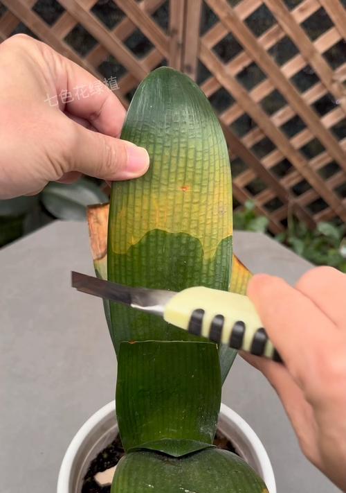 君子兰绿植桂花的养护技巧是什么？