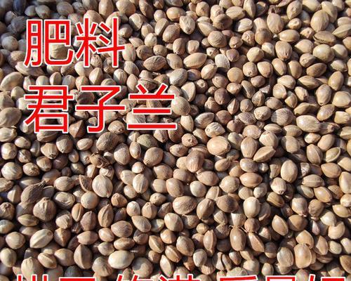 哪种肥料最适合君子兰且价格低廉？
