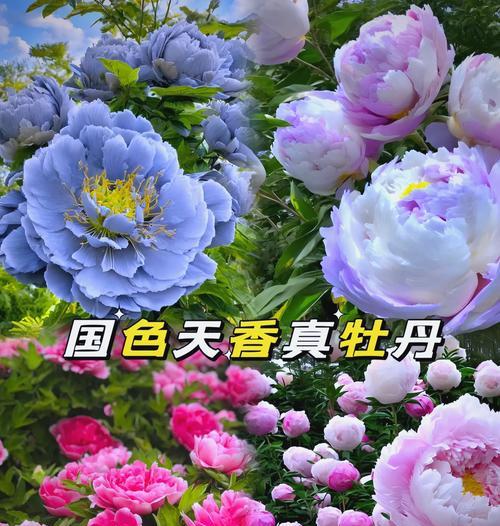 牡丹花的个人养护方法是什么？