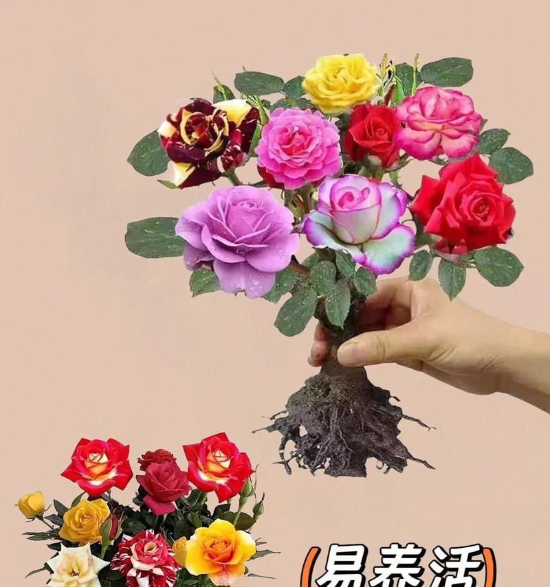 栽种大棚玫瑰花怎么养？有哪些关键步骤和注意事项？