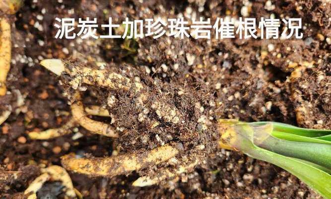 君子兰泥炭土栽种好吗？泥炭土养护君子兰的技巧是什么？