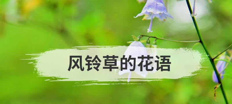 哪种草的寓意和花语最为特别？