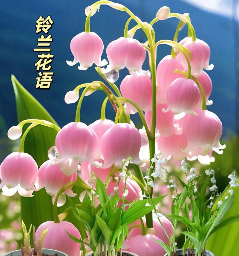 孙策配铃兰花的花语是什么？它代表了什么意义？