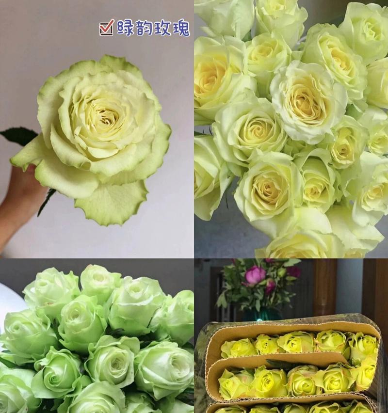 绿色玫瑰的花语有哪些含义？