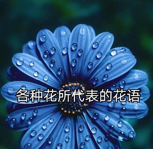 花语与花的寓意有何不同？它们各自代表什么？