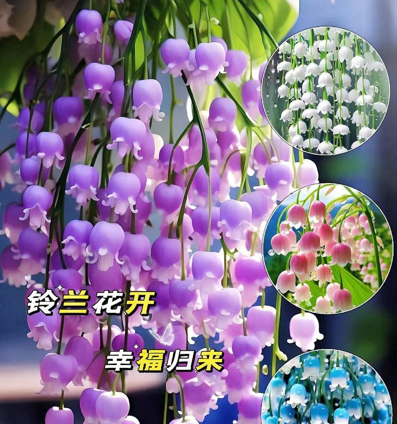 花语与花的寓意有何不同？它们各自代表什么？