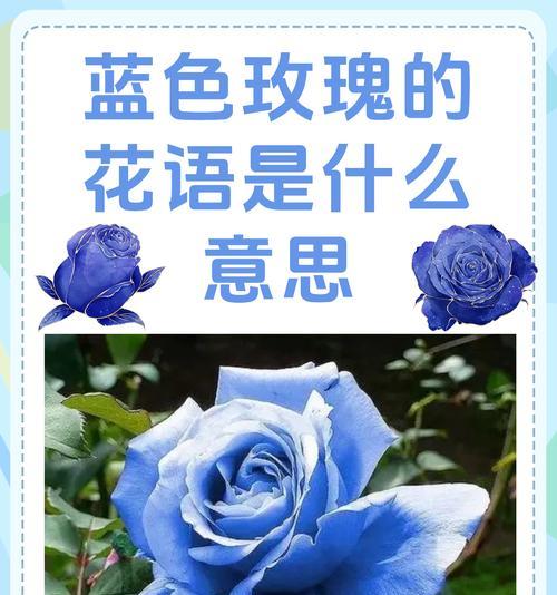 情感段子花语是什么？如何用花语表达情感段子？