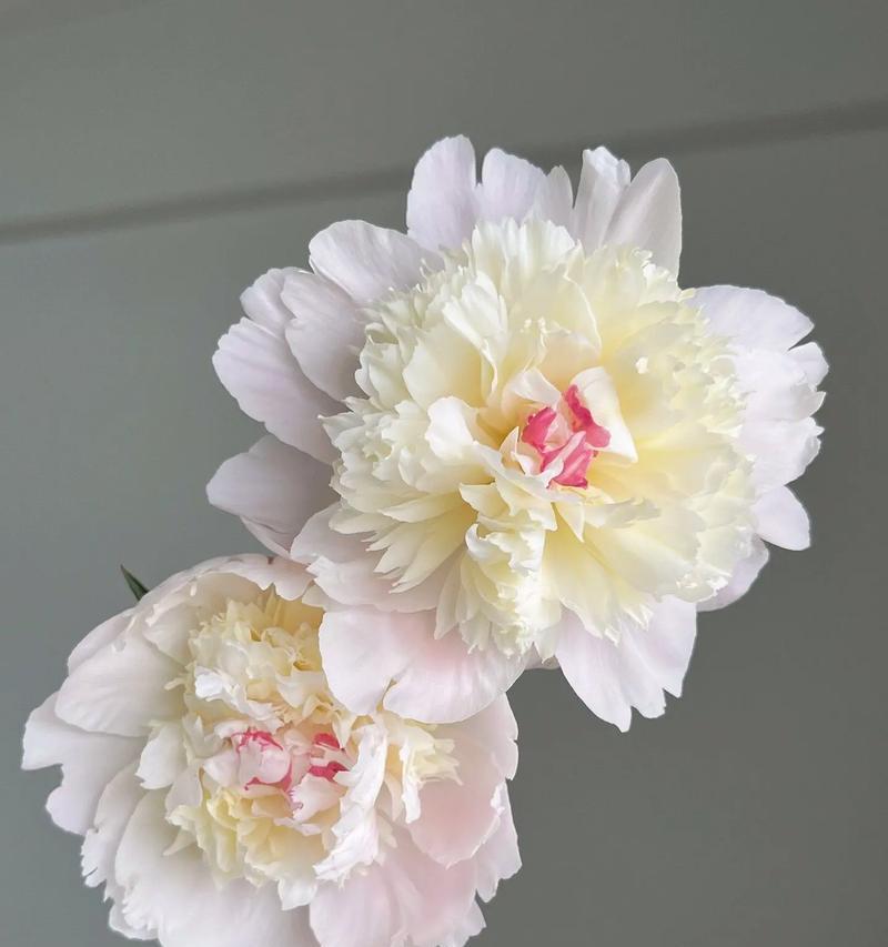 凤铃花的花语是什么意思？凤铃花代表什么？