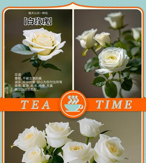 金白色玫瑰花的花语是什么？