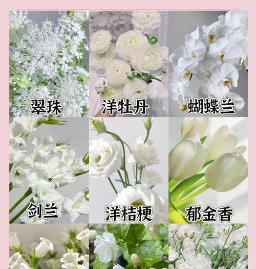 金白色玫瑰花的花语是什么？