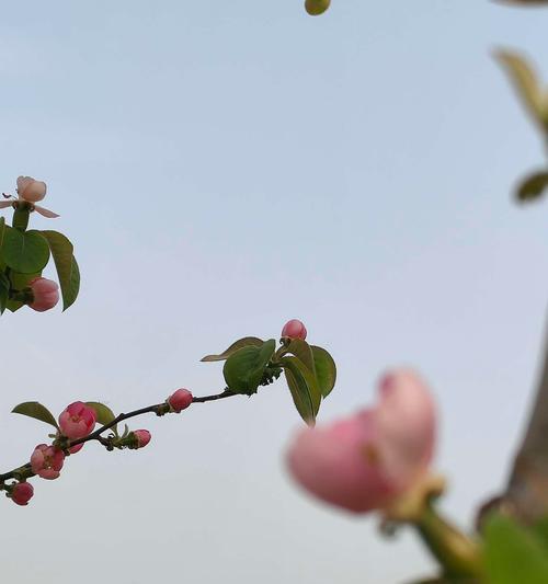 潇洒活着的花语是什么意思？如何通过花语表达生活态度？