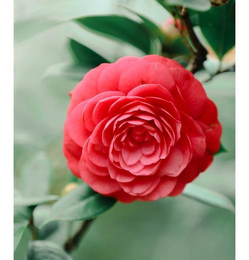哪种花代表温柔清雅的花语？
